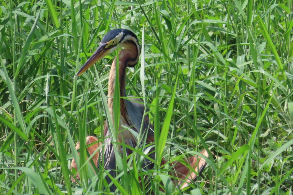 Purple Heron - Tammy Elizabeth