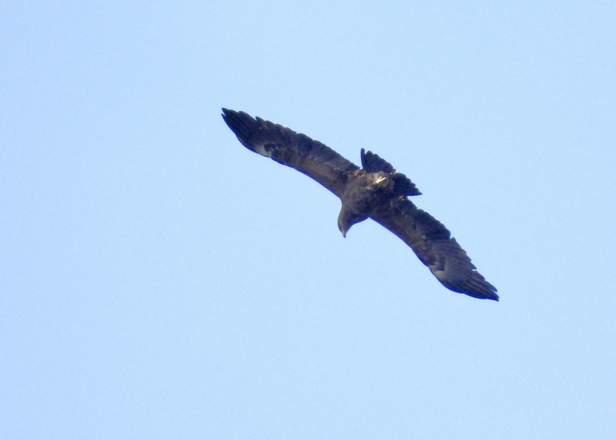 Lesser Spotted Eagle - ML617703321