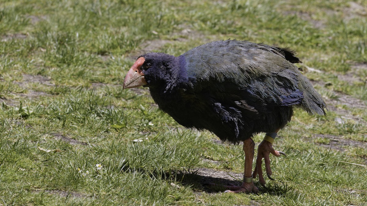 South Island Takahe - ML617703328