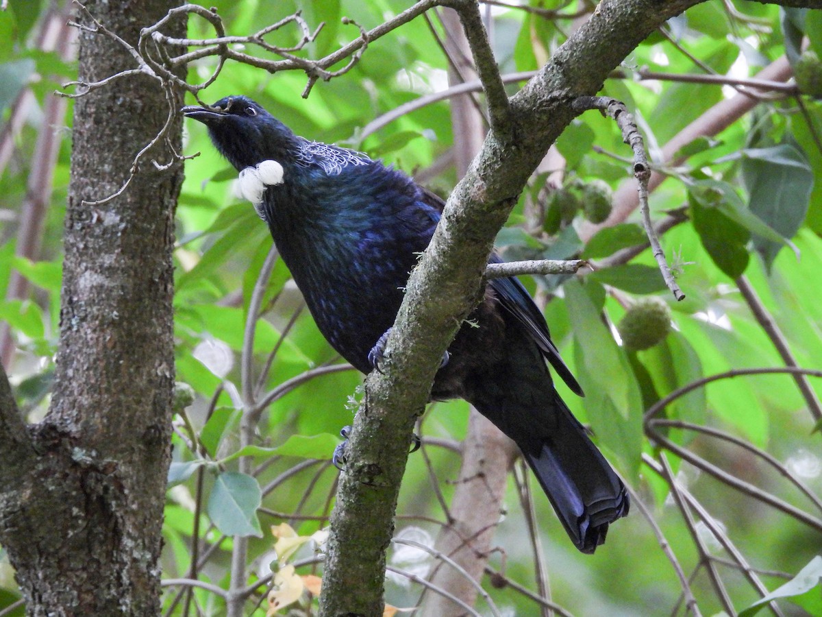 Mielero Tui - ML617703341