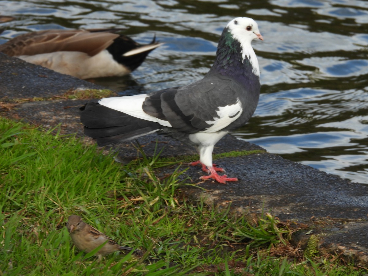 Rock Pigeon (Feral Pigeon) - L. Burkett