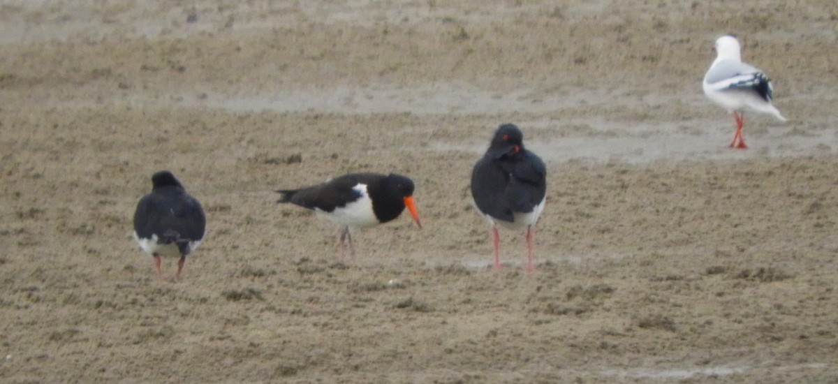 Pied Oystercatcher - stephen gallivan