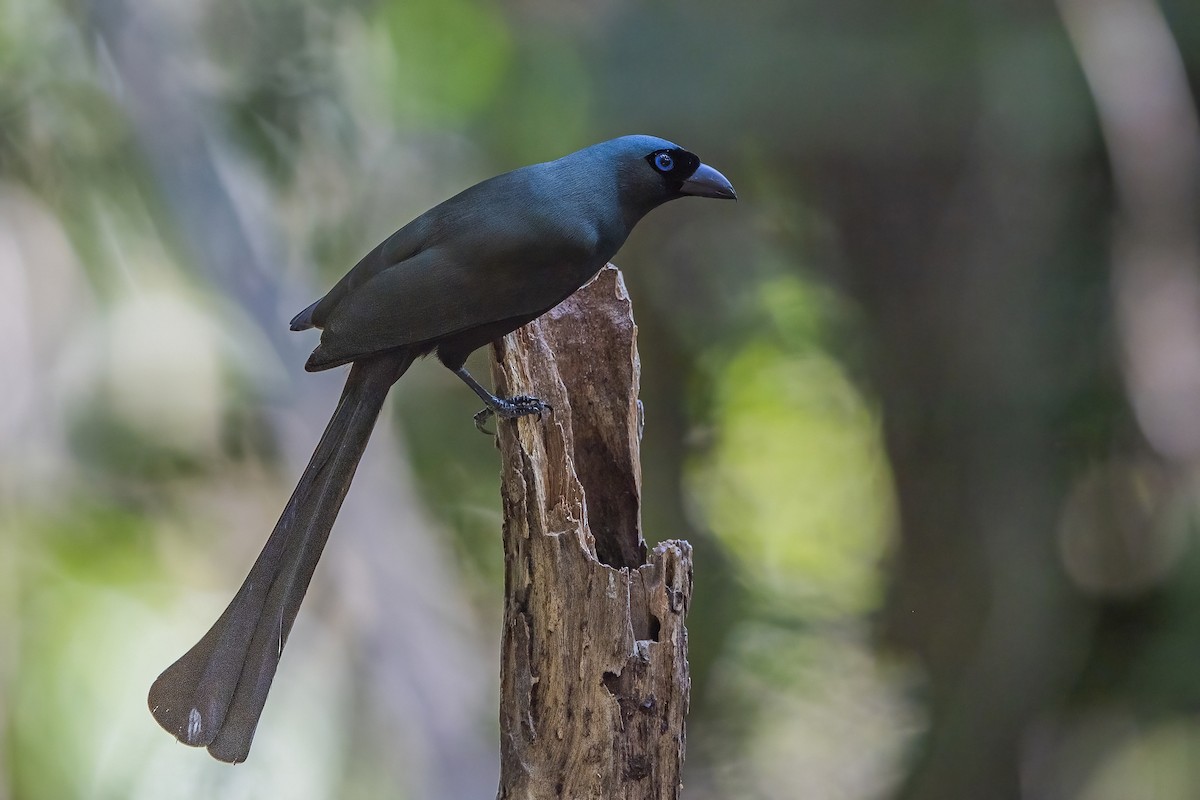 Racket-tailed Treepie - Ngoc Sam Thuong Dang