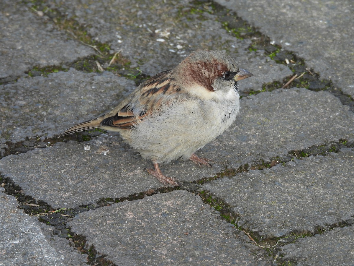 House Sparrow - L. Burkett