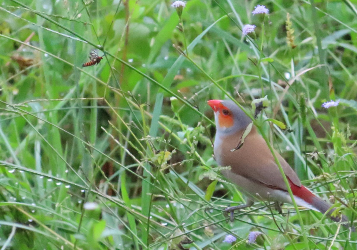 Orange-cheeked Waxbill - ML617703401