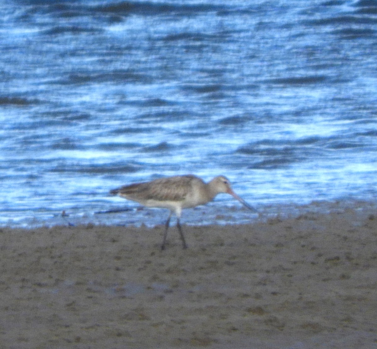 Bar-tailed Godwit - stephen gallivan