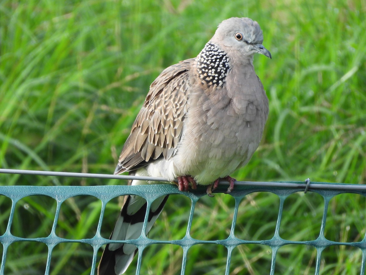 Spotted Dove - L. Burkett