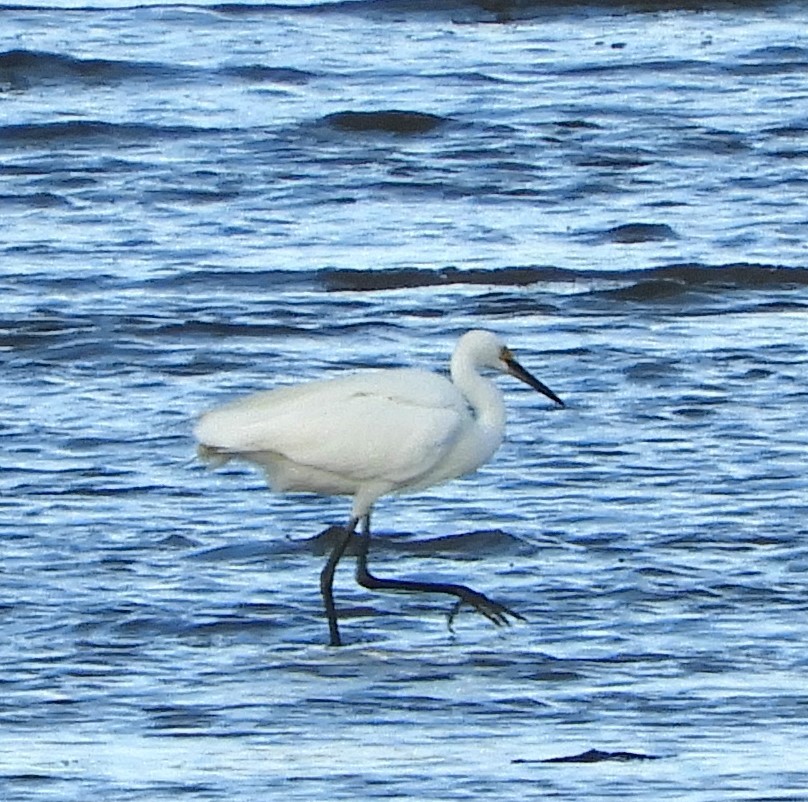 Little Egret - ML617703435