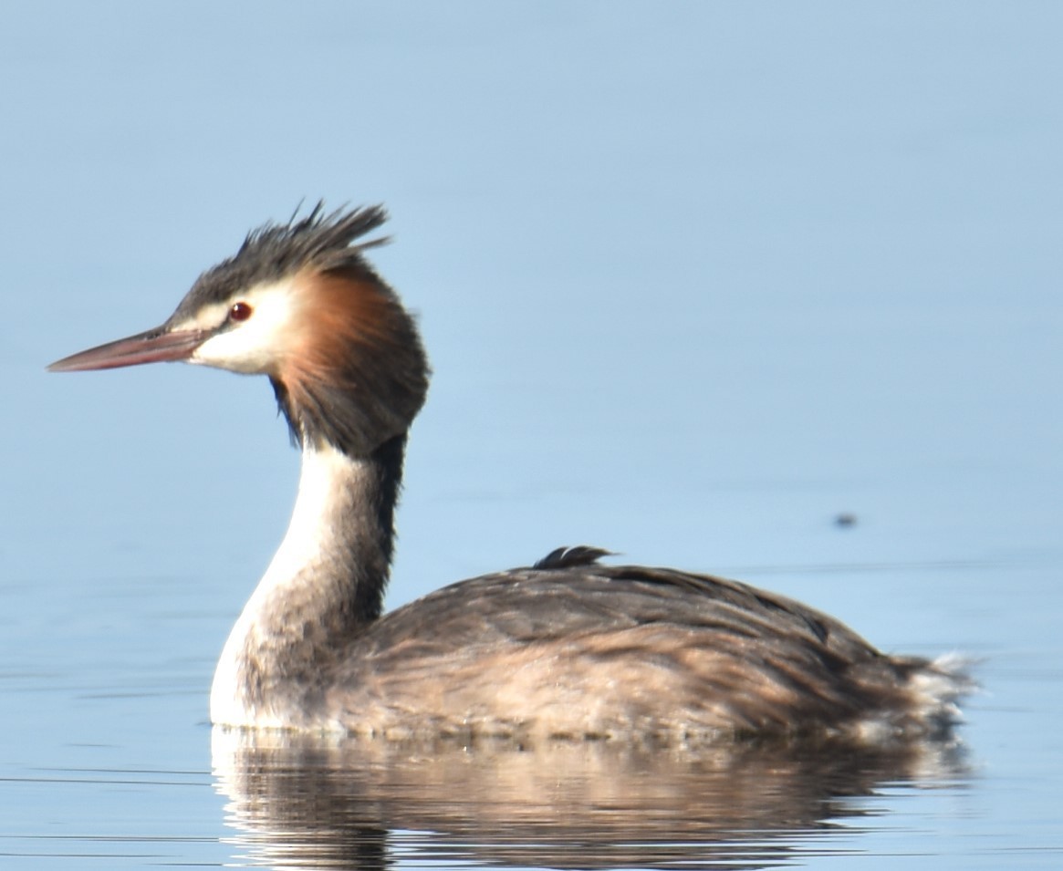 Great Crested Grebe - ML617703458