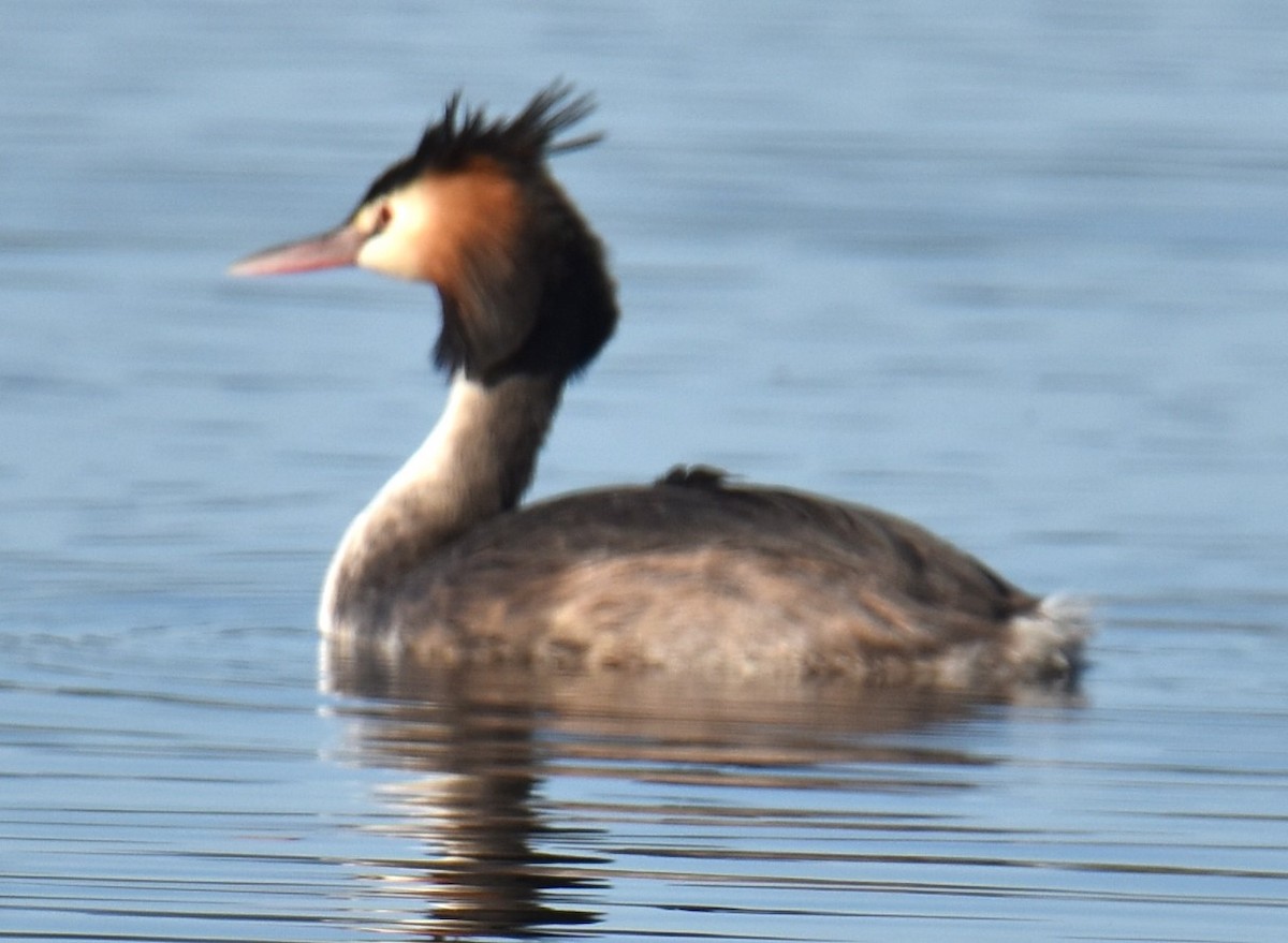 Great Crested Grebe - ML617703459