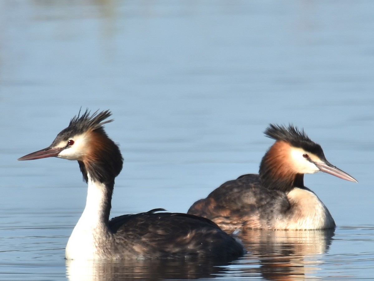 Great Crested Grebe - ML617703460