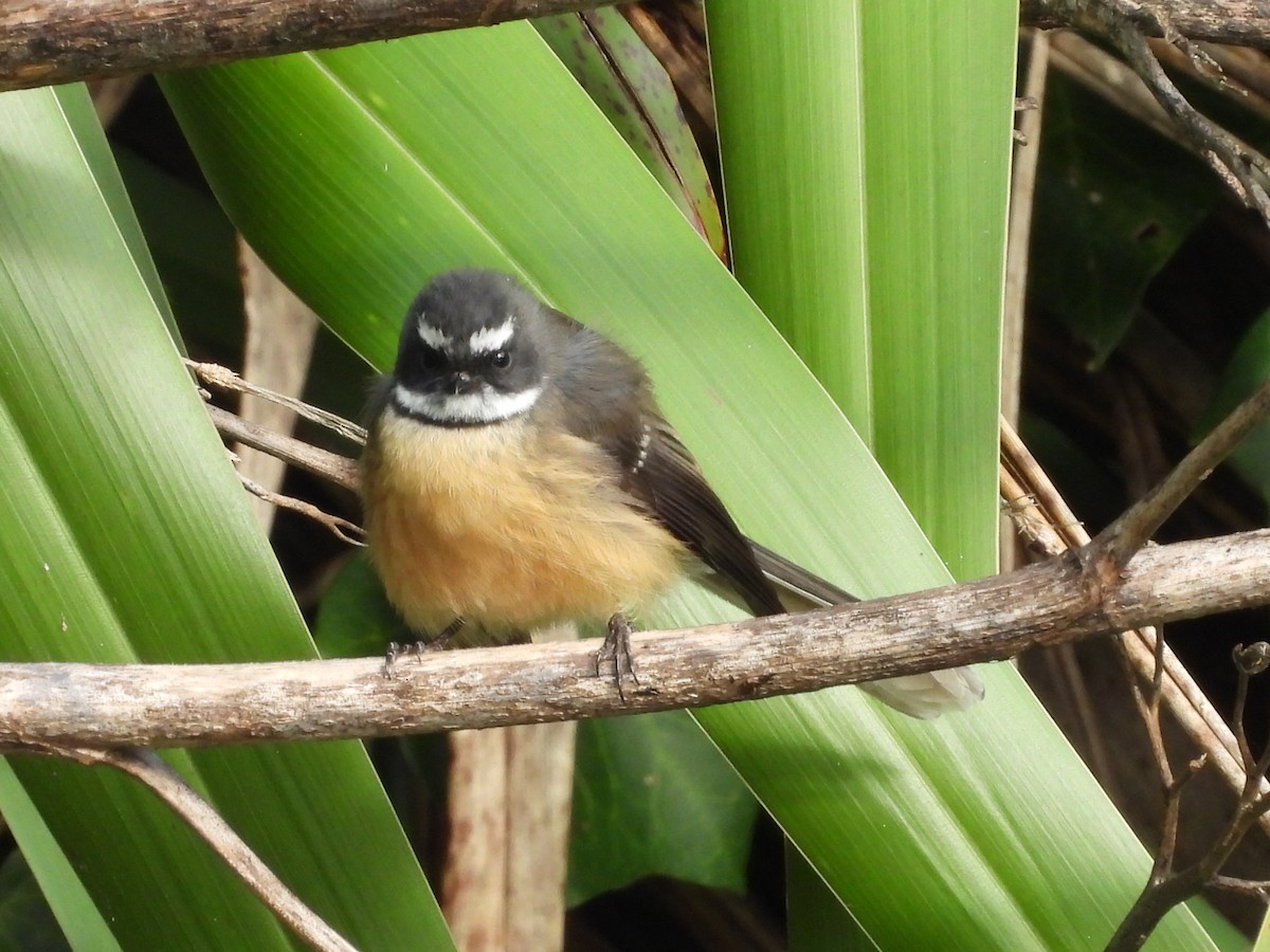 New Zealand Fantail - L. Burkett