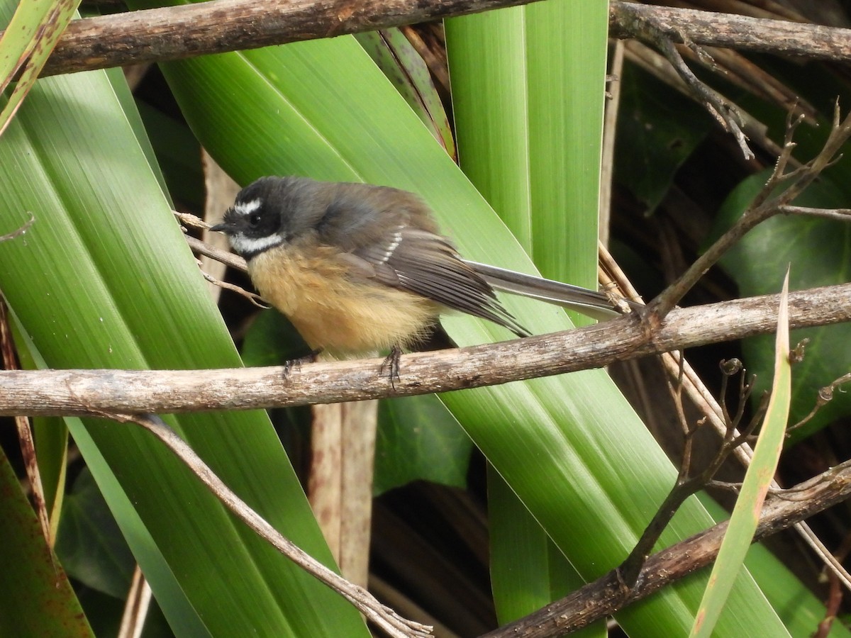 Neuseeland-Fächerschwanz - ML617703465