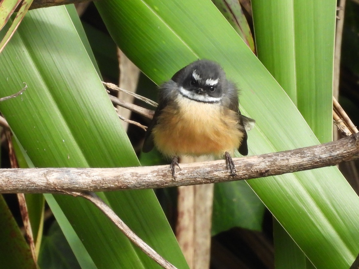 New Zealand Fantail - L. Burkett