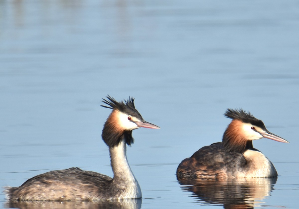 Great Crested Grebe - ML617703469