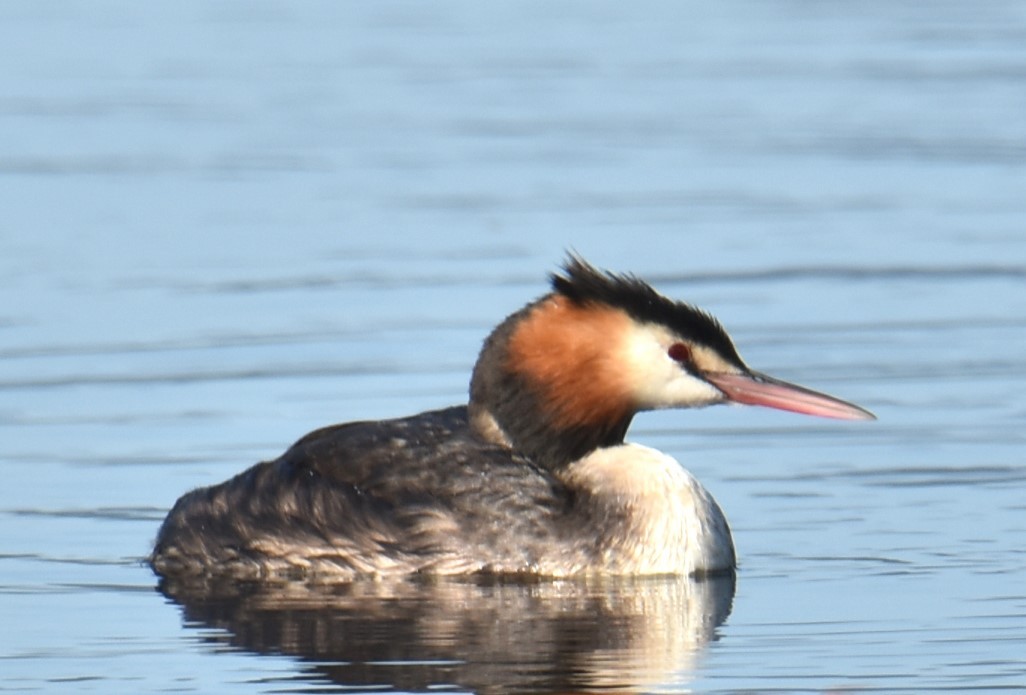 Great Crested Grebe - ML617703474