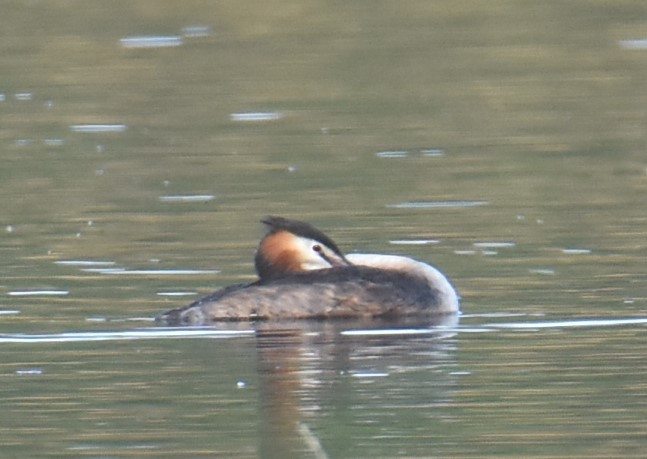 Great Crested Grebe - ML617703480