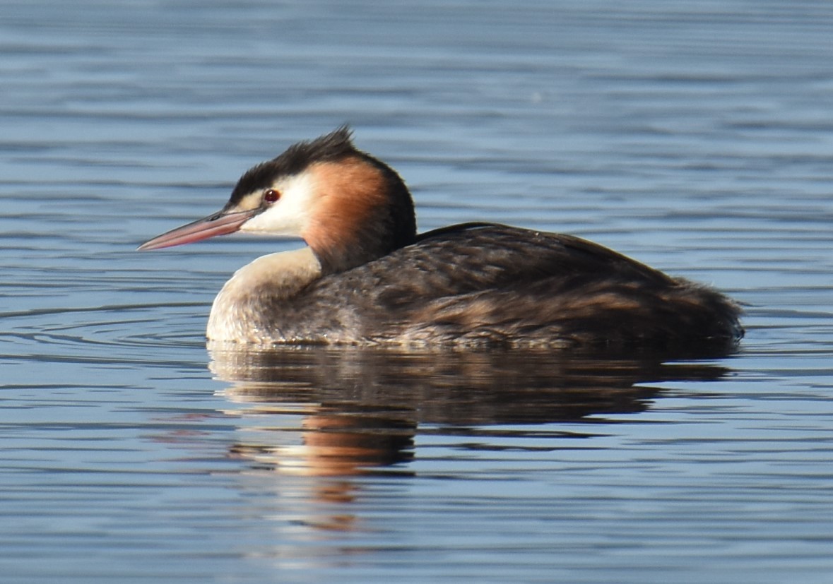 Great Crested Grebe - ML617703482