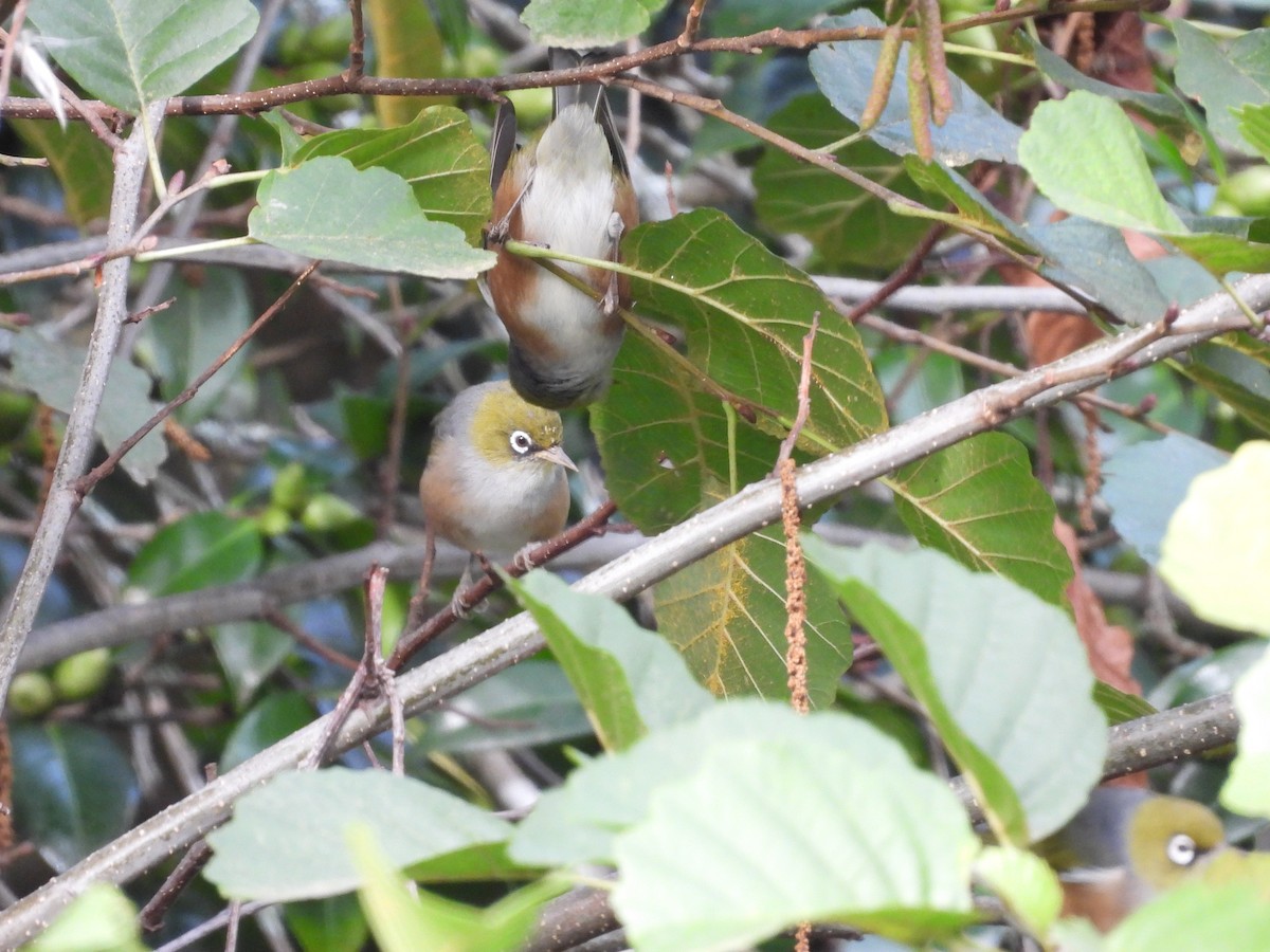 Silvereye - L. Burkett