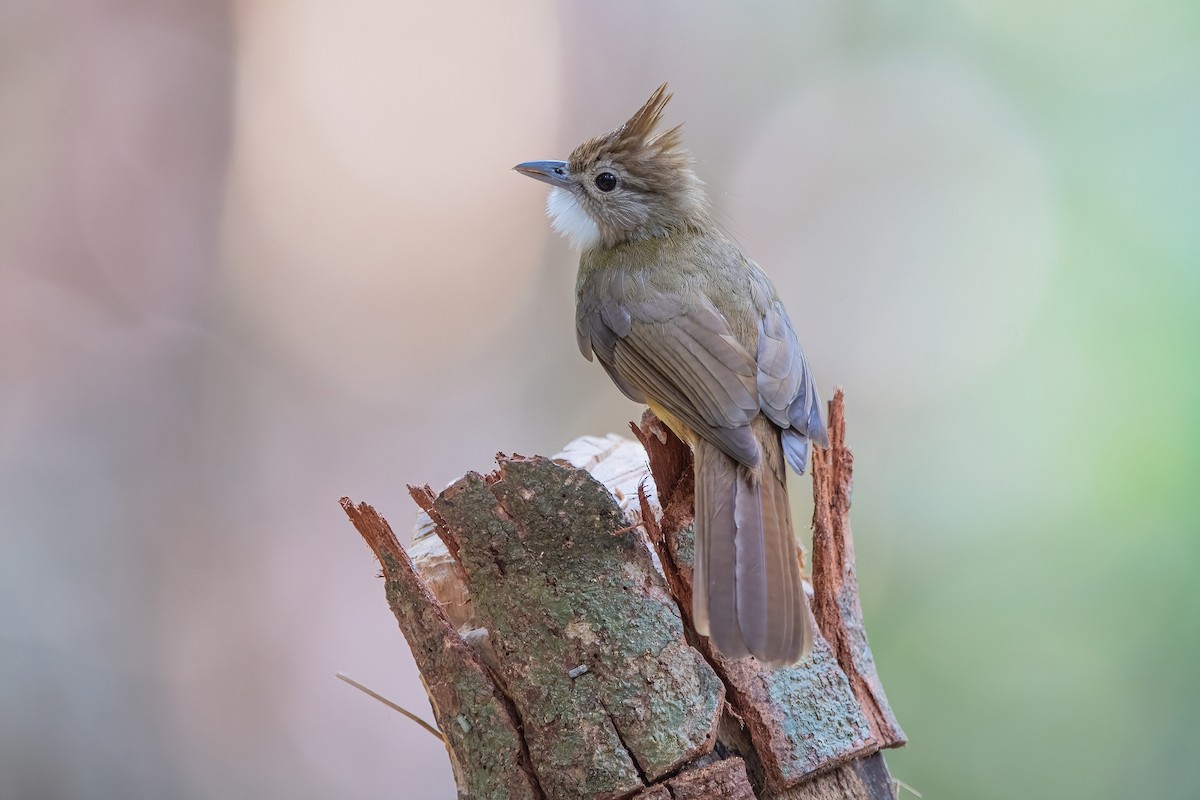 Ochraceous Bulbul - Ngoc Sam Thuong Dang