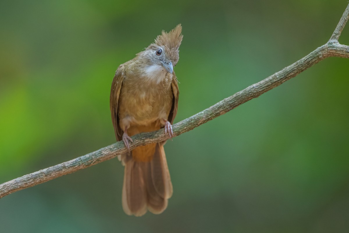 Ochraceous Bulbul - Ngoc Sam Thuong Dang