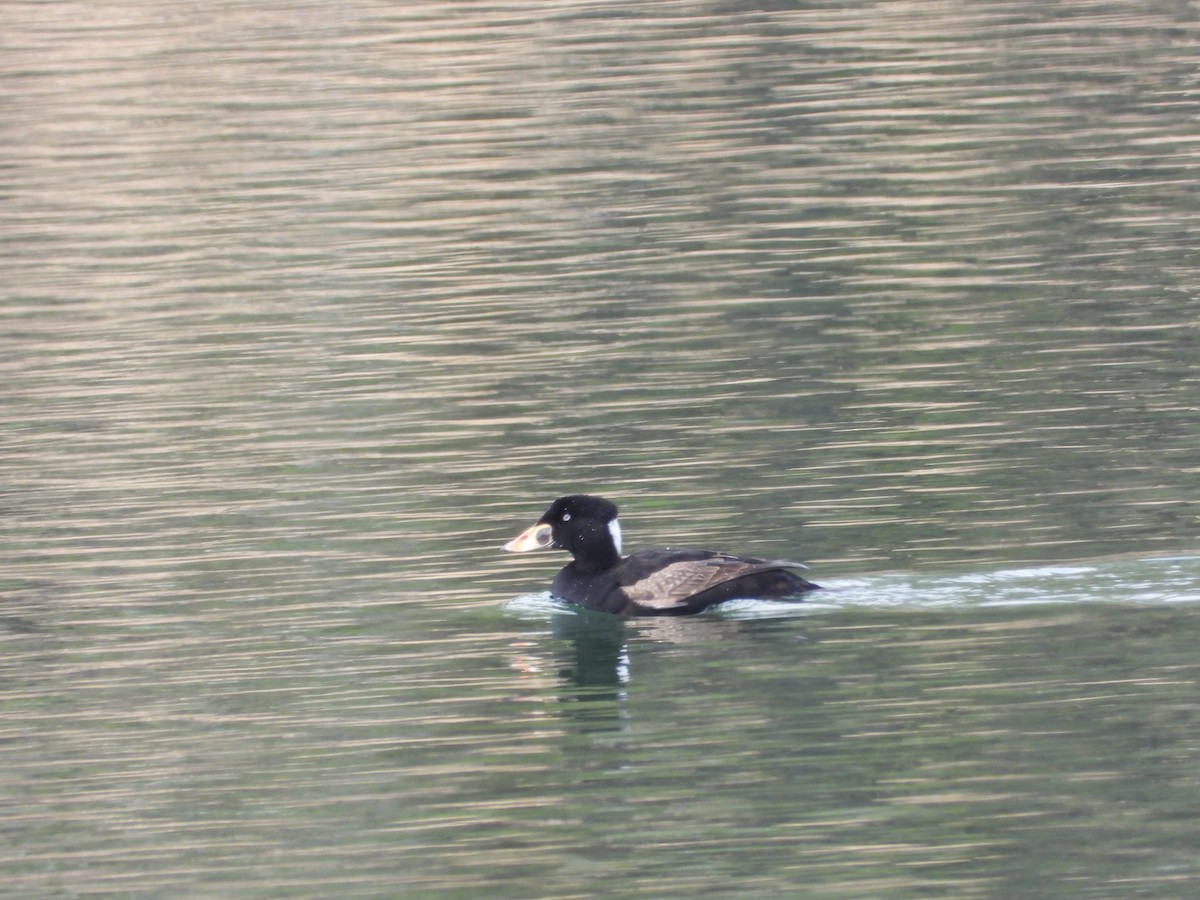 Surf Scoter - ML617703509