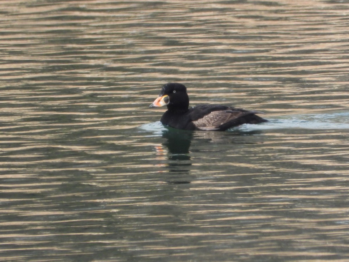 Surf Scoter - ML617703510