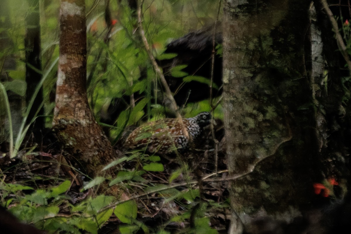 Black-breasted Buttonquail - ML617703512