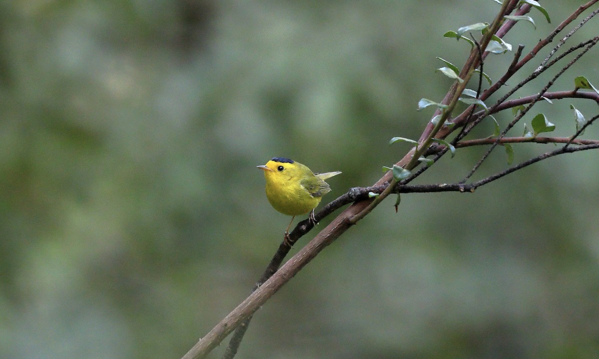 Wilson's Warbler - ML617703542