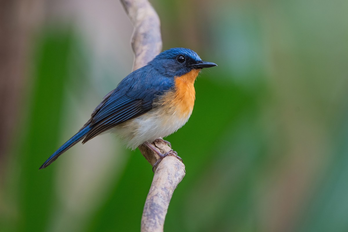 Indochinese Blue Flycatcher - Ngoc Sam Thuong Dang