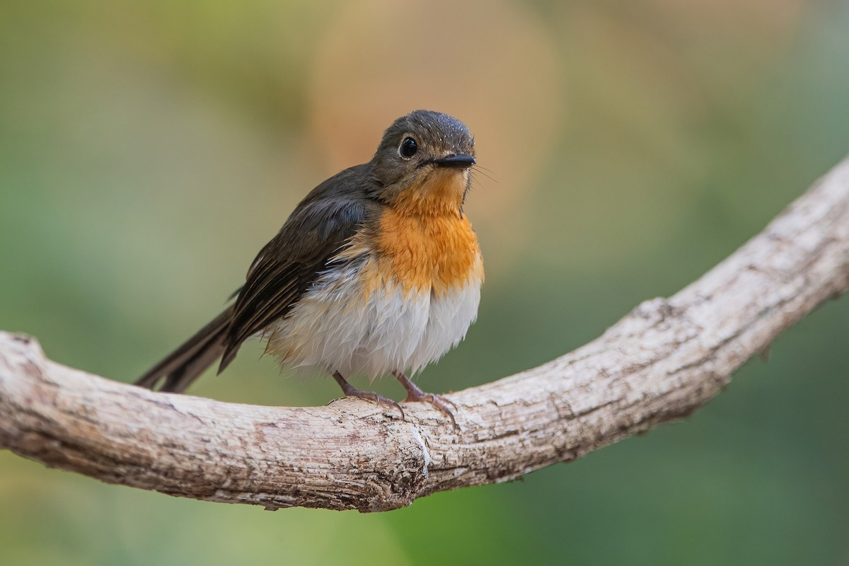 Indochinese Blue Flycatcher - Ngoc Sam Thuong Dang