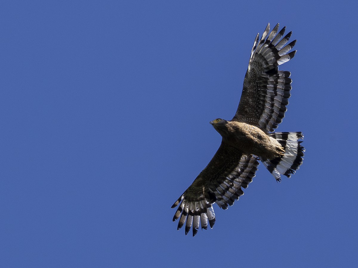 Mountain Serpent-Eagle - Charmain Ang