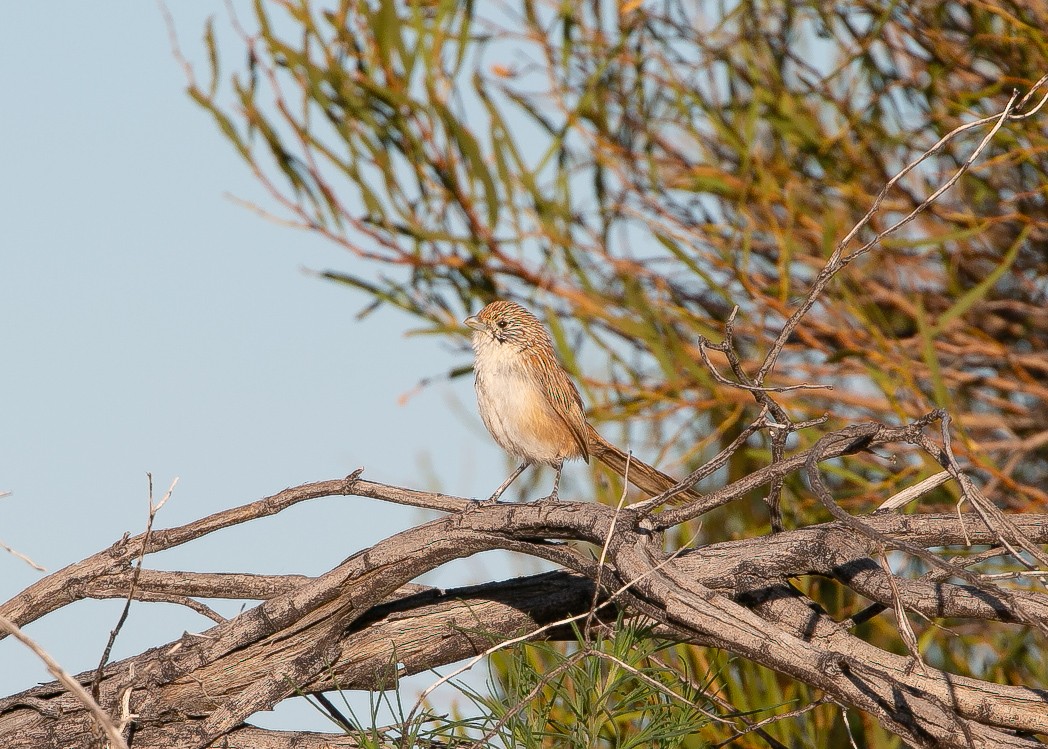 Eyrean Grasswren - ML617703591