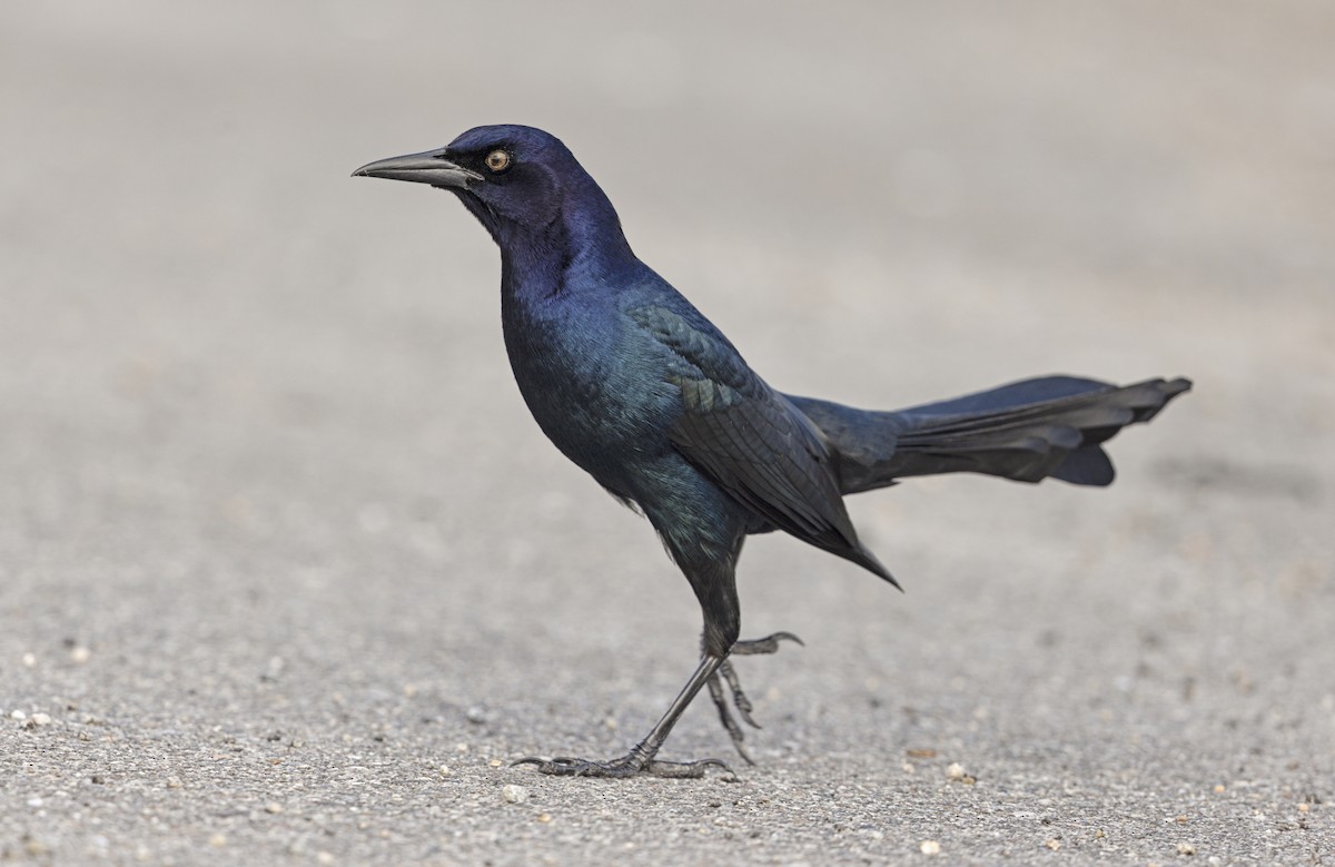 Boat-tailed Grackle - ML617703598