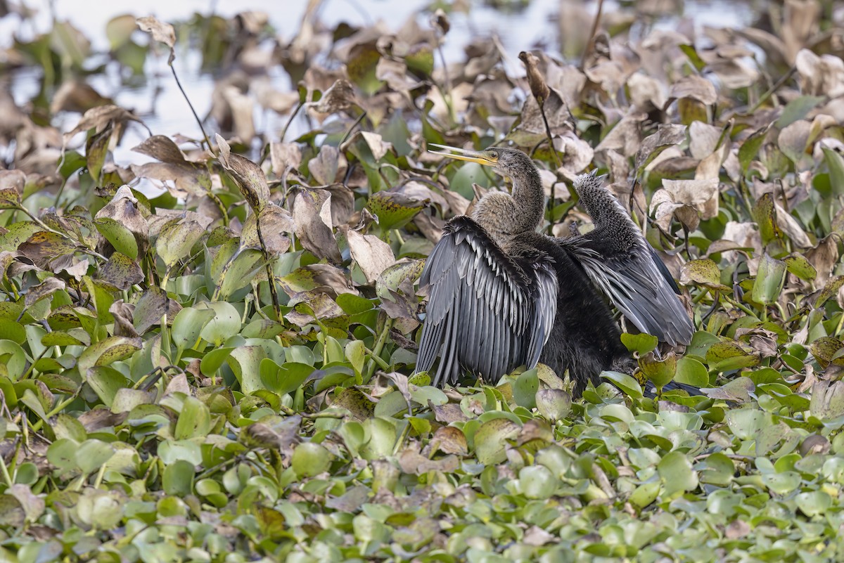 Anhinga Americana - ML617703601