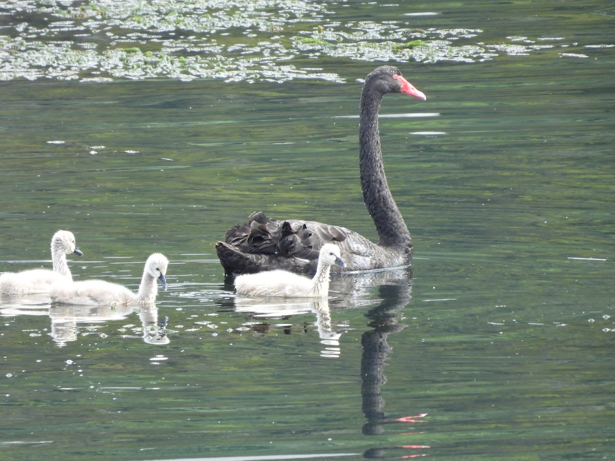 Black Swan - L. Burkett