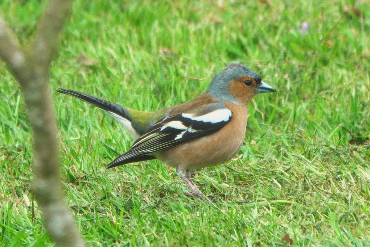 Common Chaffinch - John Reeves