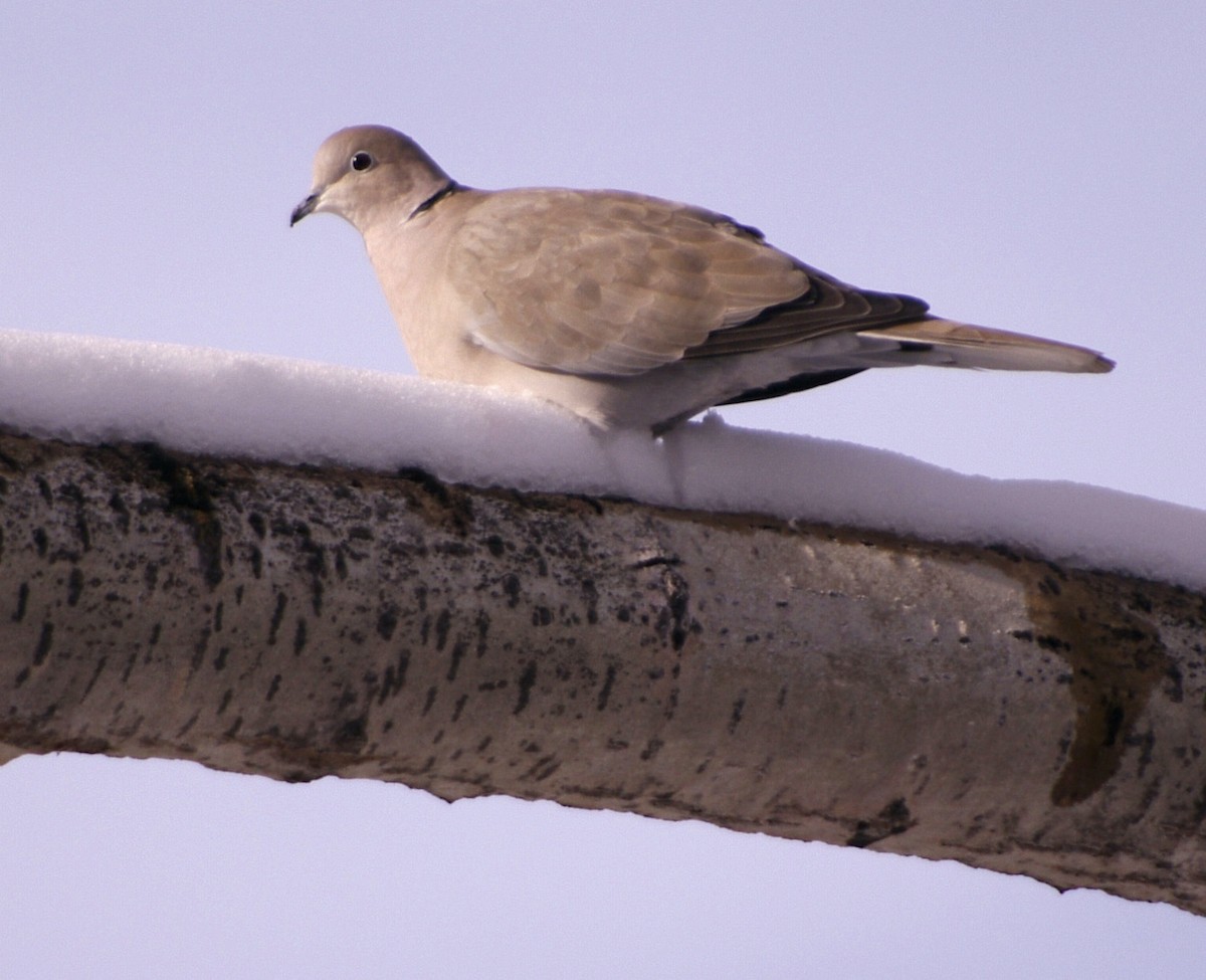 Eurasian Collared-Dove - ML617703697