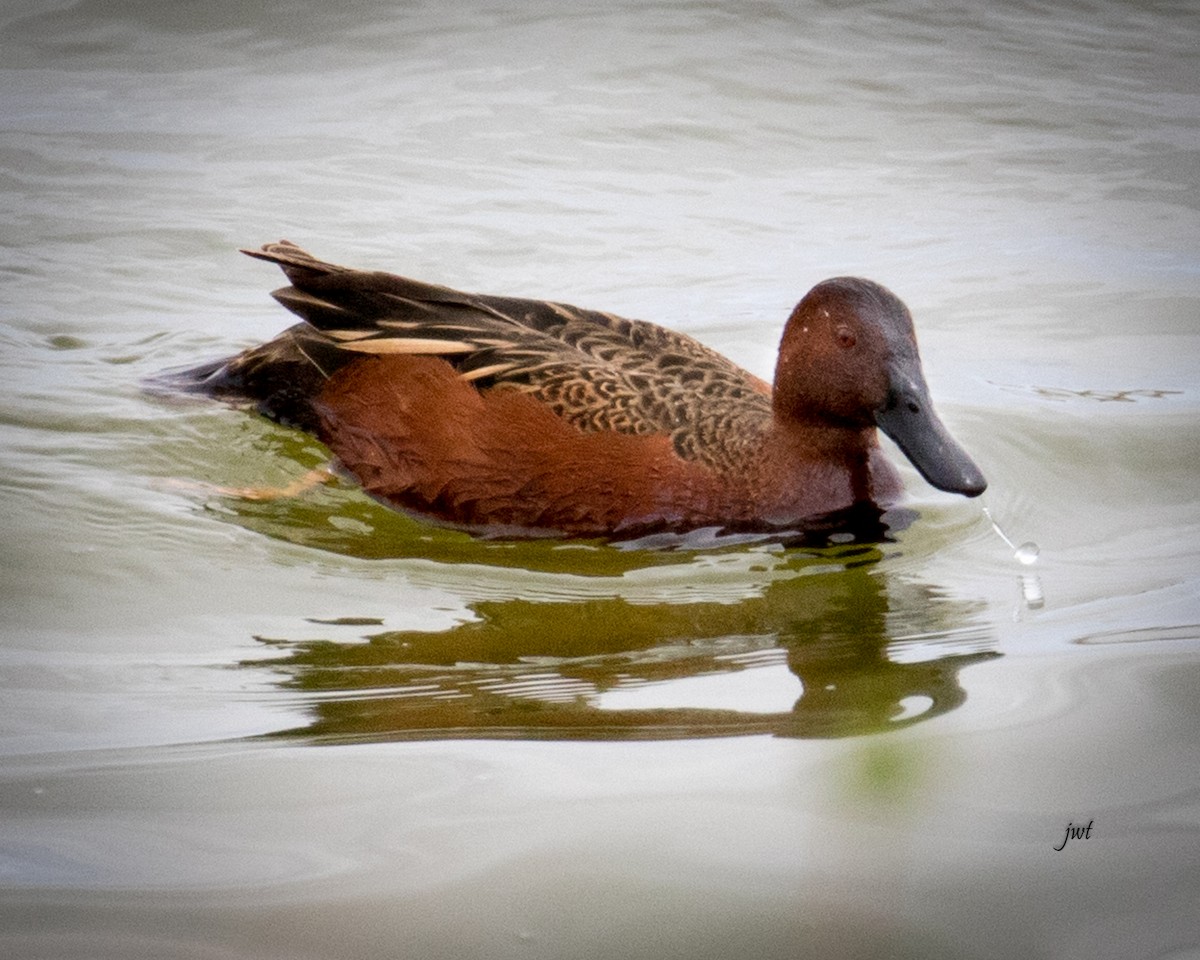 Cinnamon Teal - Janeal W. Thompson