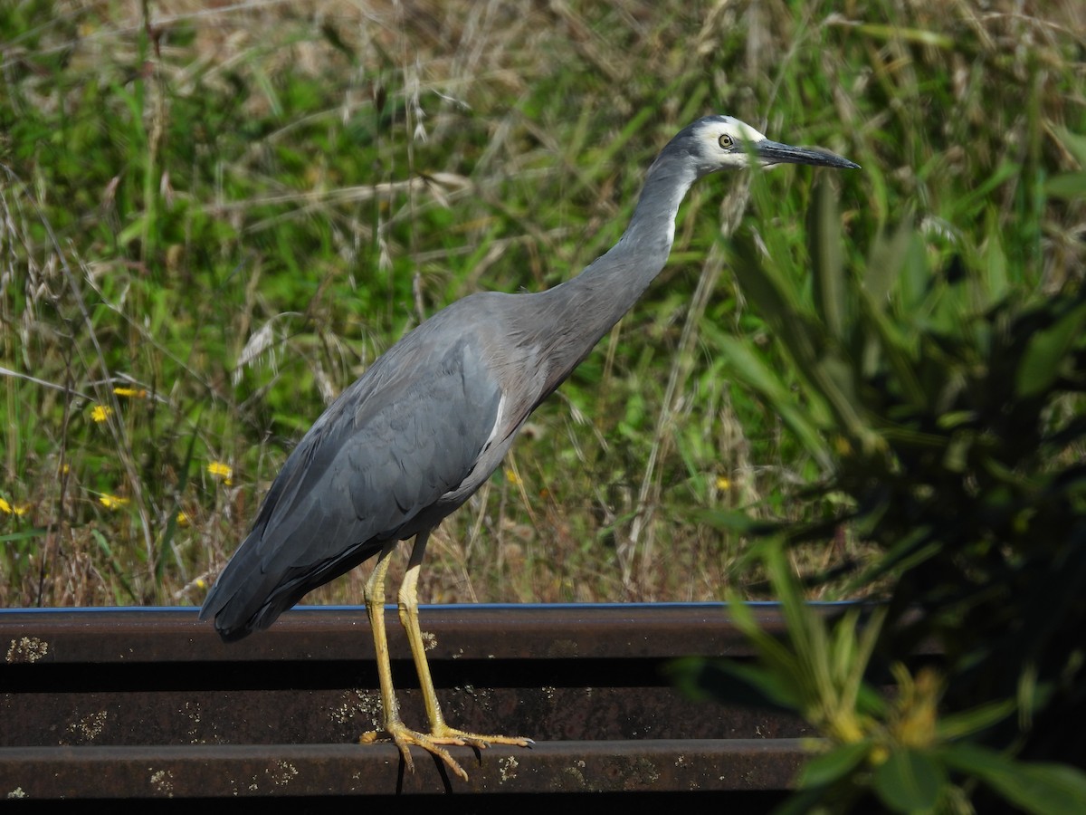 White-faced Heron - L. Burkett