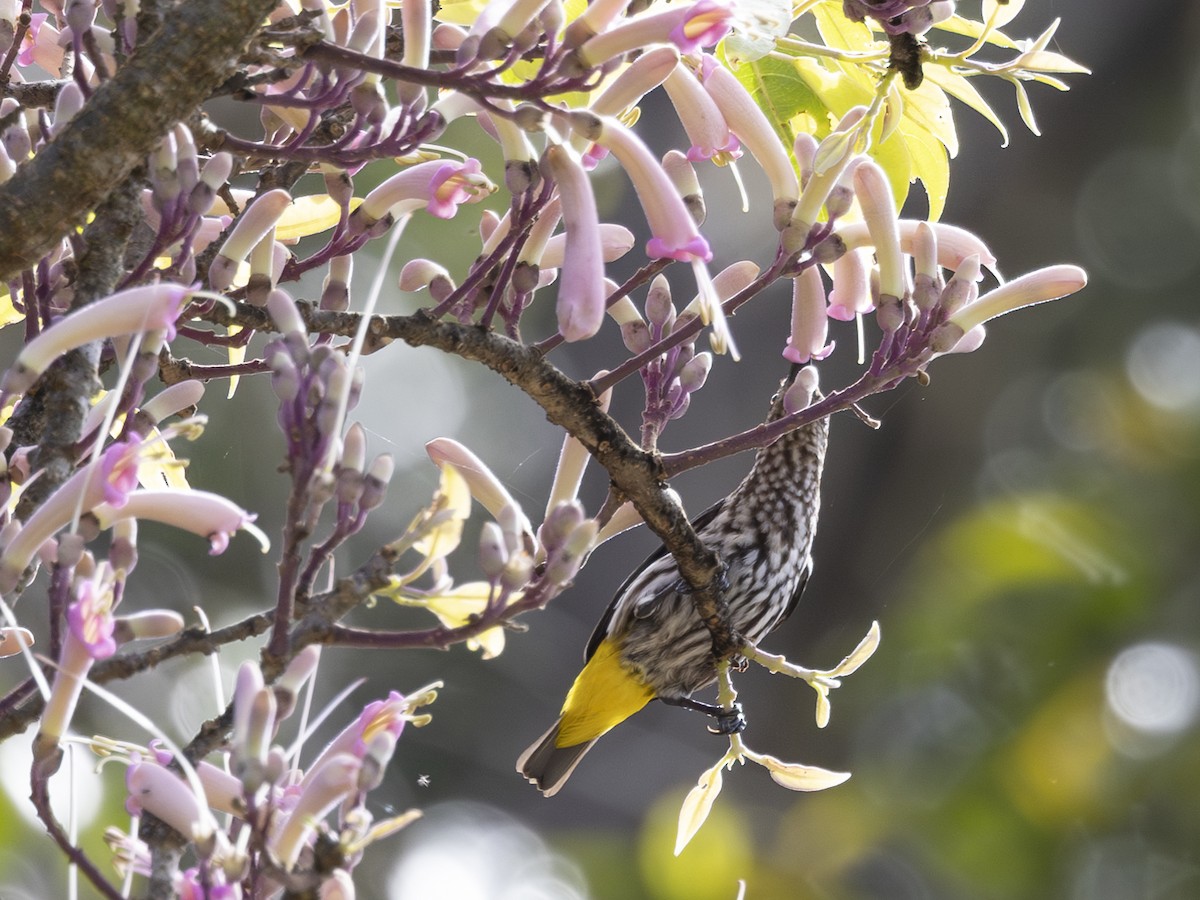 Whitehead's Spiderhunter - ML617703766