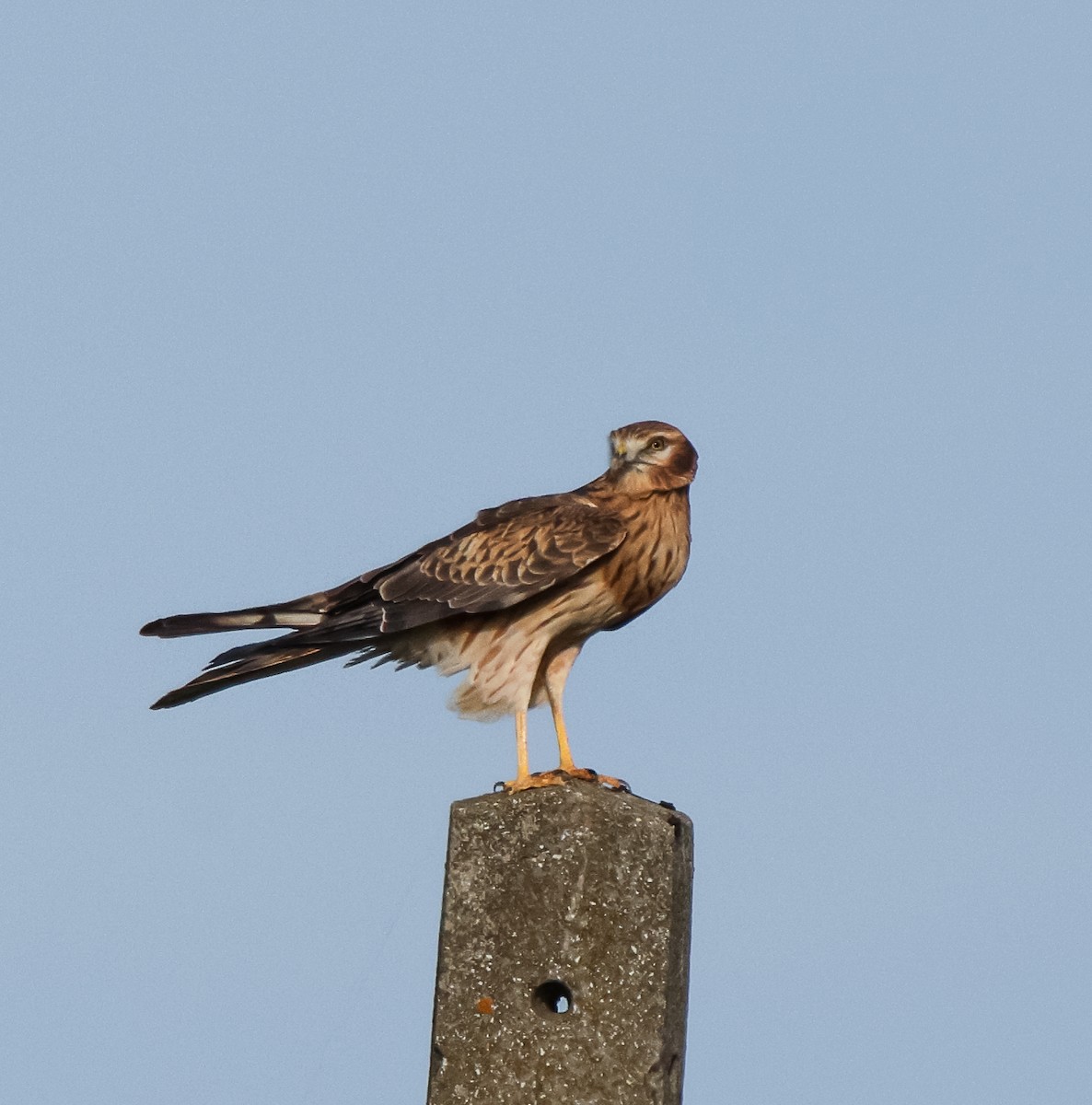 Montagu's Harrier - Paulina Leśniak