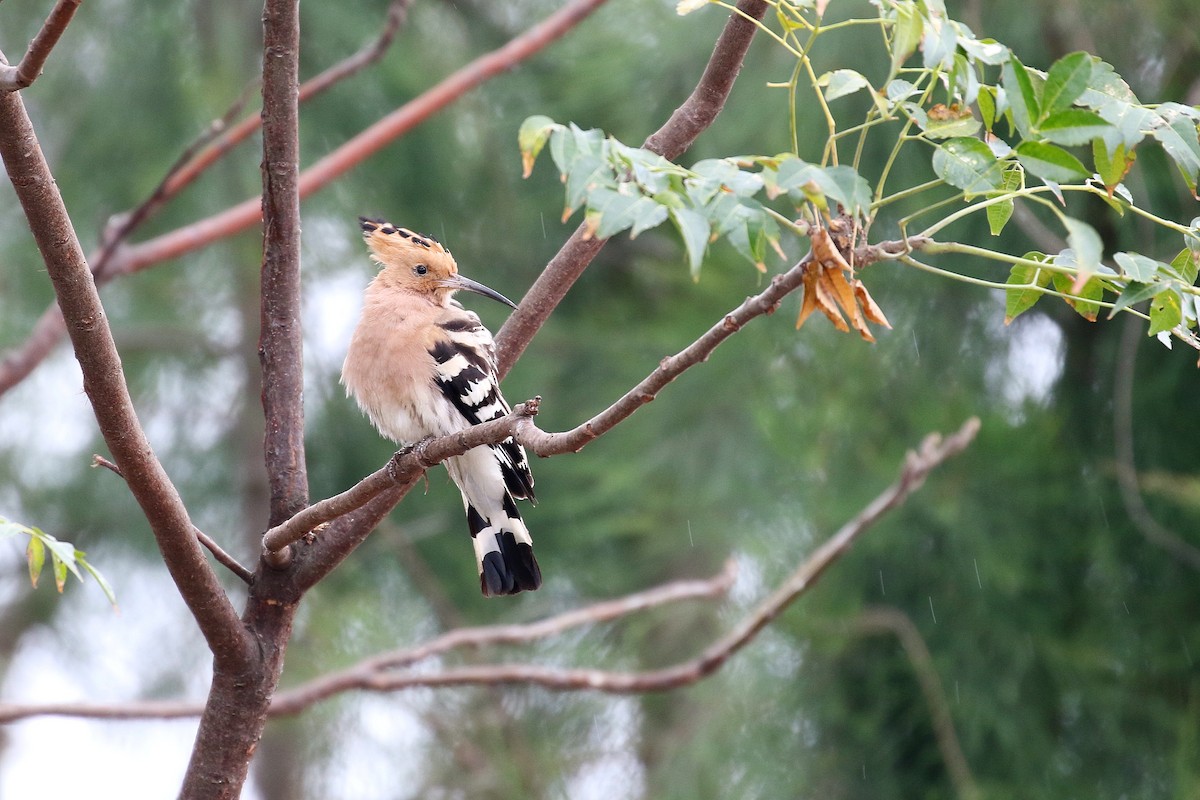 Eurasian Hoopoe - ML617703797