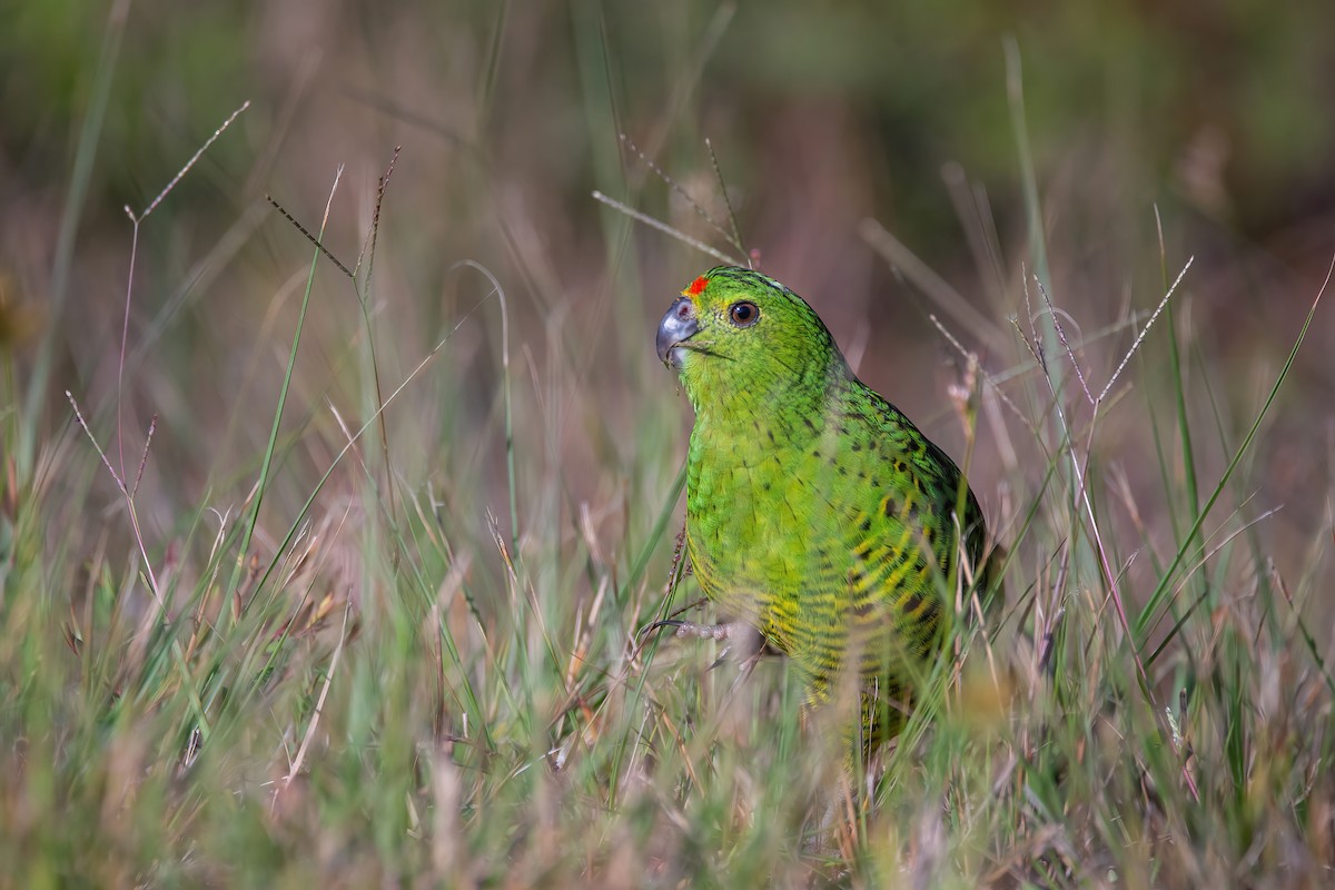 Ground Parrot - ML617703809