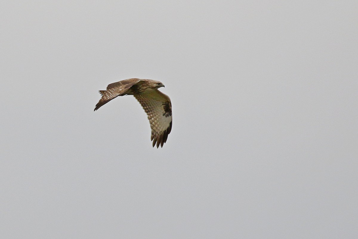 Eastern Buzzard - Chih-Wei(David) Lin