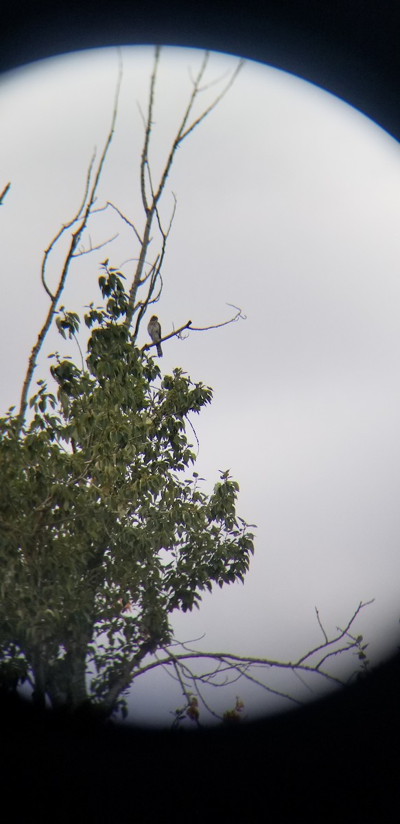 Cooper's Hawk - Quetzal Pineda