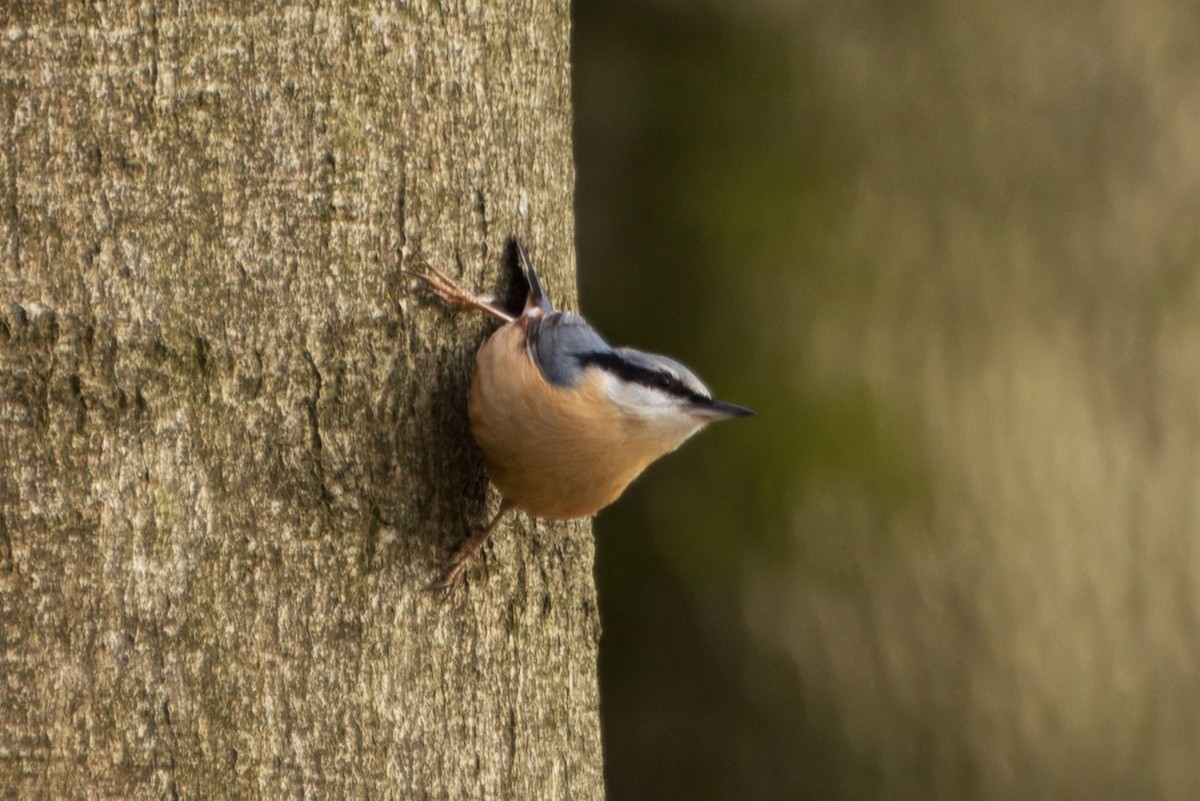 Eurasian Nuthatch - ML617703845