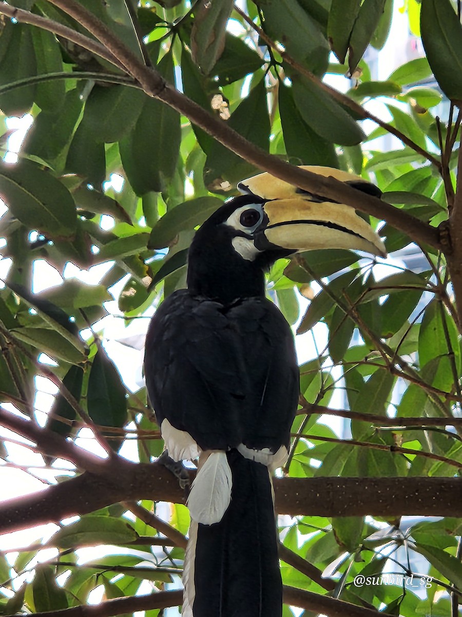 Oriental Pied-Hornbill - ML617703867