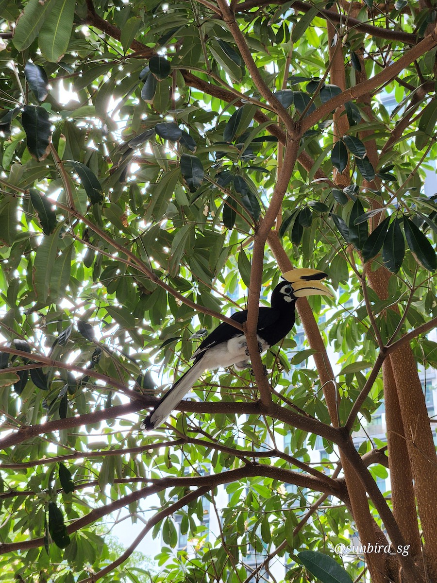 Oriental Pied-Hornbill - ML617703868