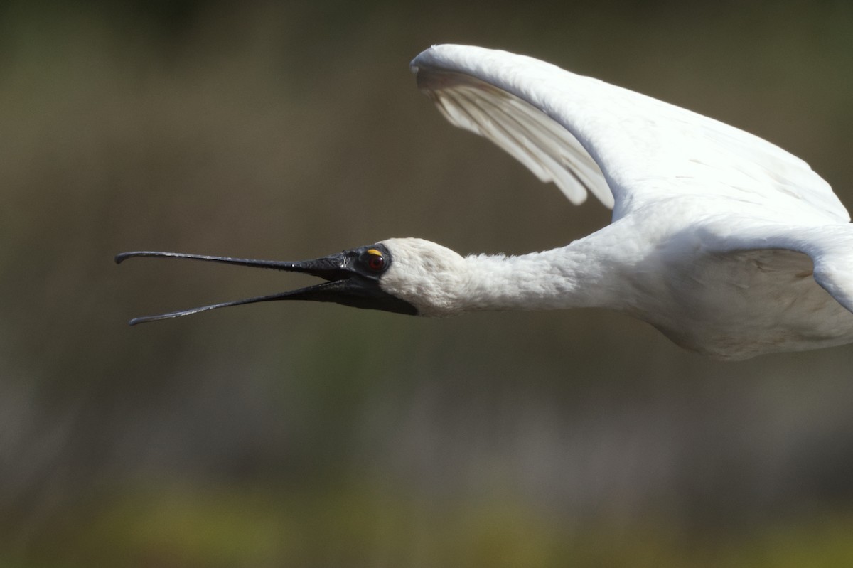 Royal Spoonbill - Emily Jenkins